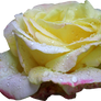 Pink and Yellow Rose PNG 01