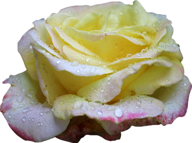 Pink and Yellow Rose PNG 01