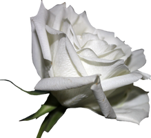 White Rose 01 PNG