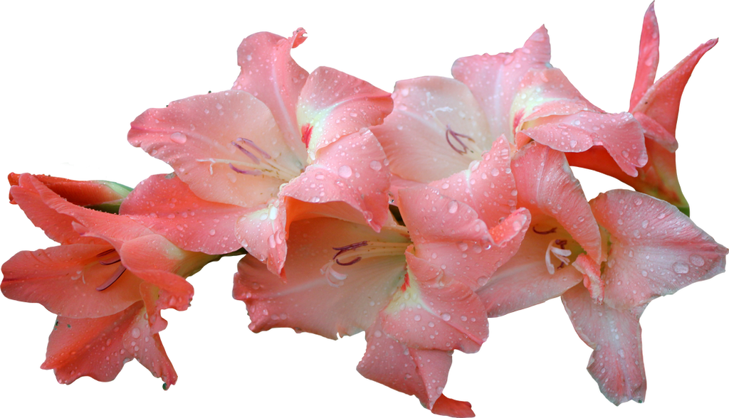 Pink Gladolia 01 by Thy-Darkest-Hour