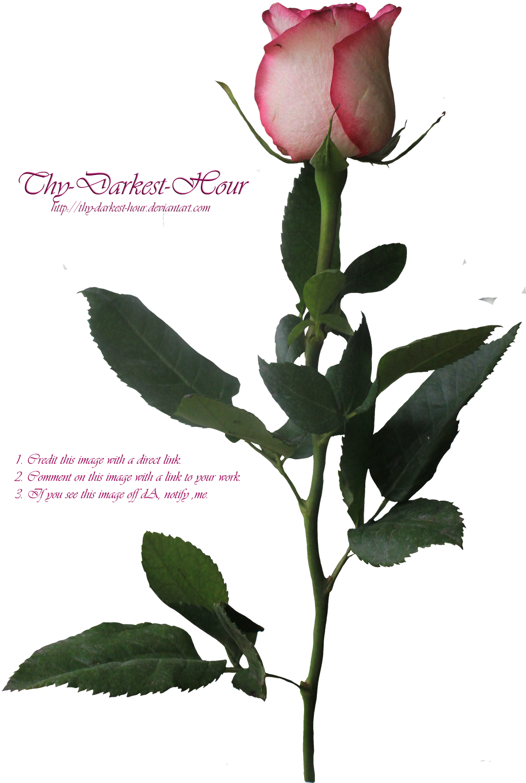 Pink Long-Stemmed Rose