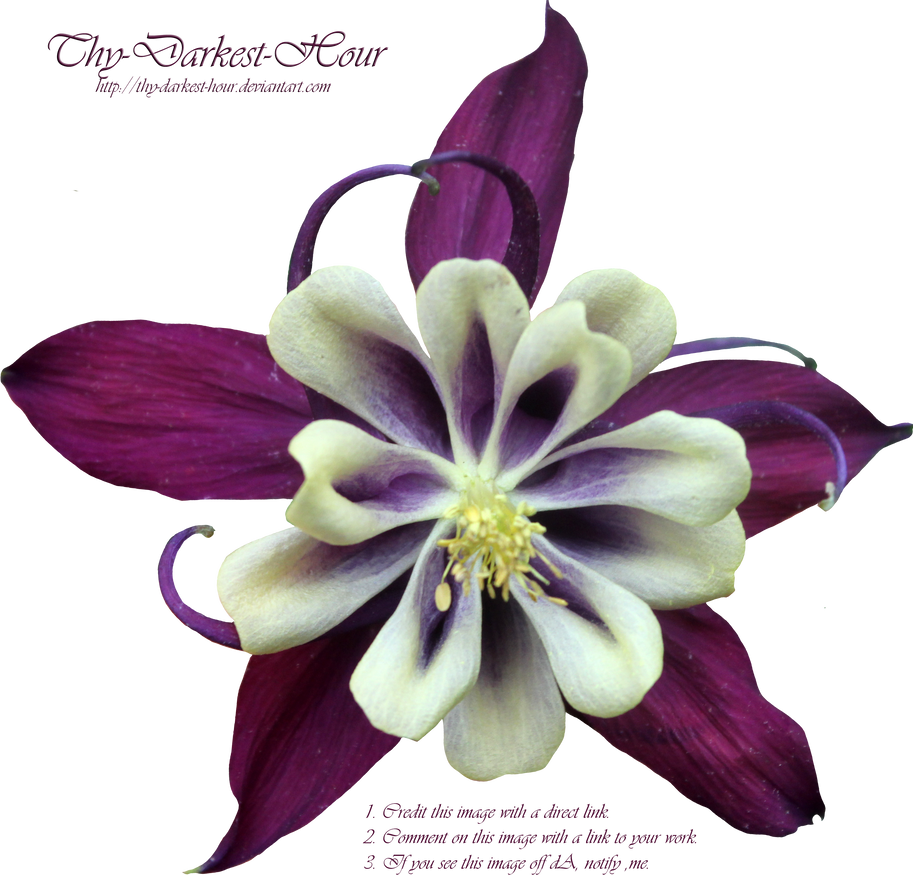 Purple and Cream Colombine PNG by Thy-Darkest-Hour