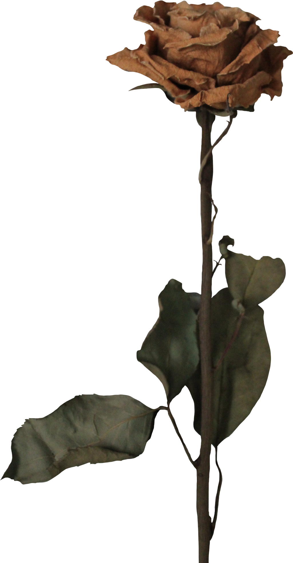 Withered Rose by Thy-Darkest-Hour