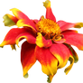 Red and Yellow Persian Zinnia