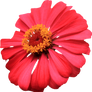 Red Single Layer Zinnia PNG