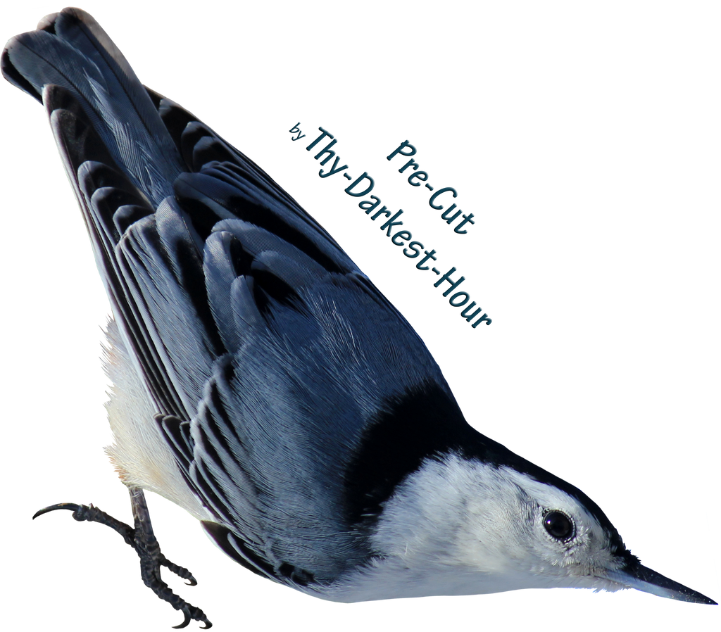 White Breasted Nuthatch PNG