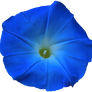 Bright Blue Morning Glory PNG