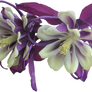 Purple Colombine PNG