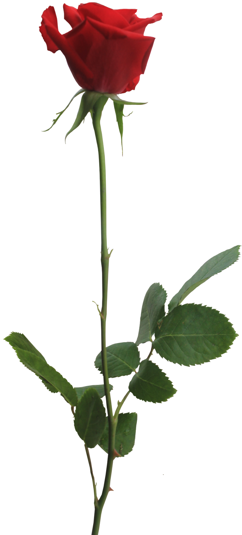 Red Rose PNG by Thy-Darkest-Hour
