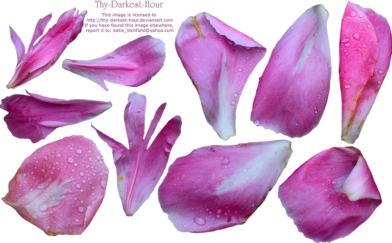 Peony petals online