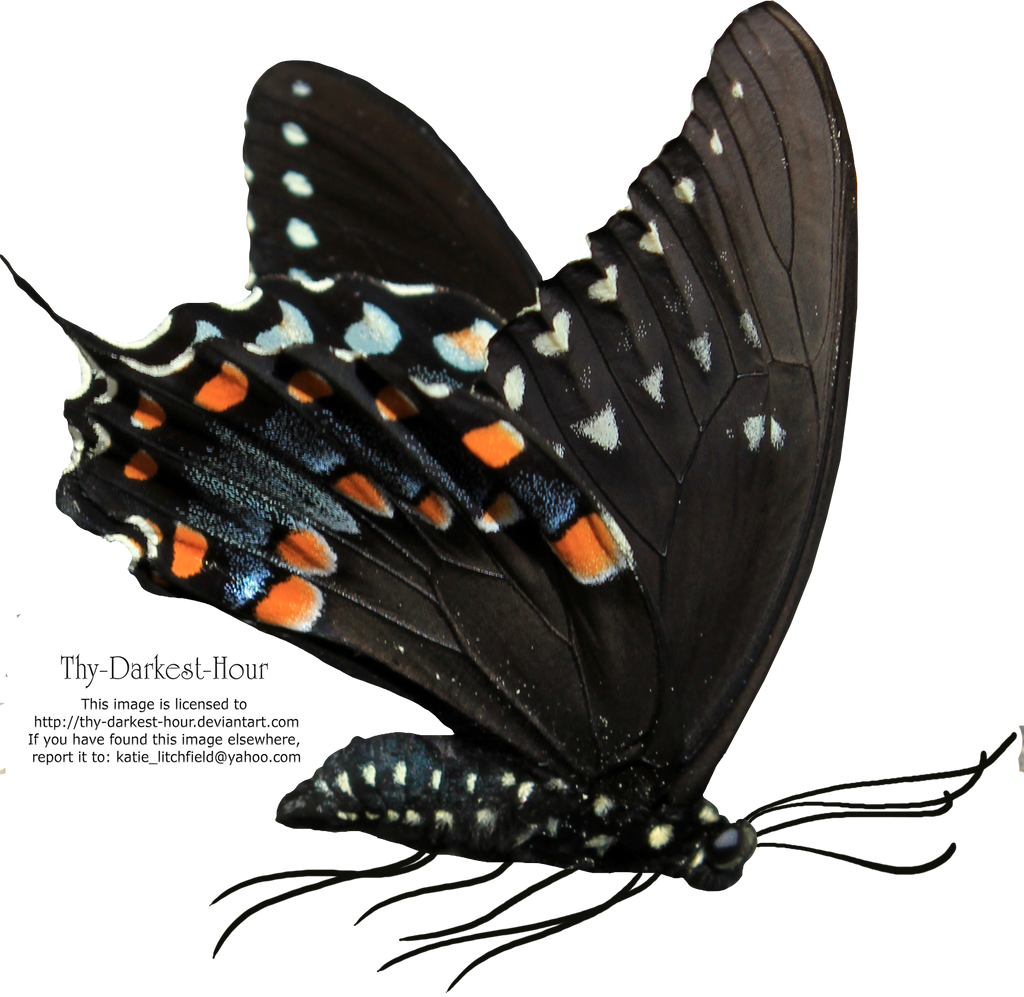 Butterfly PNG by Thy-Darkest-Hour