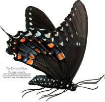 Butterfly PNG