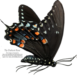 Butterfly PNG