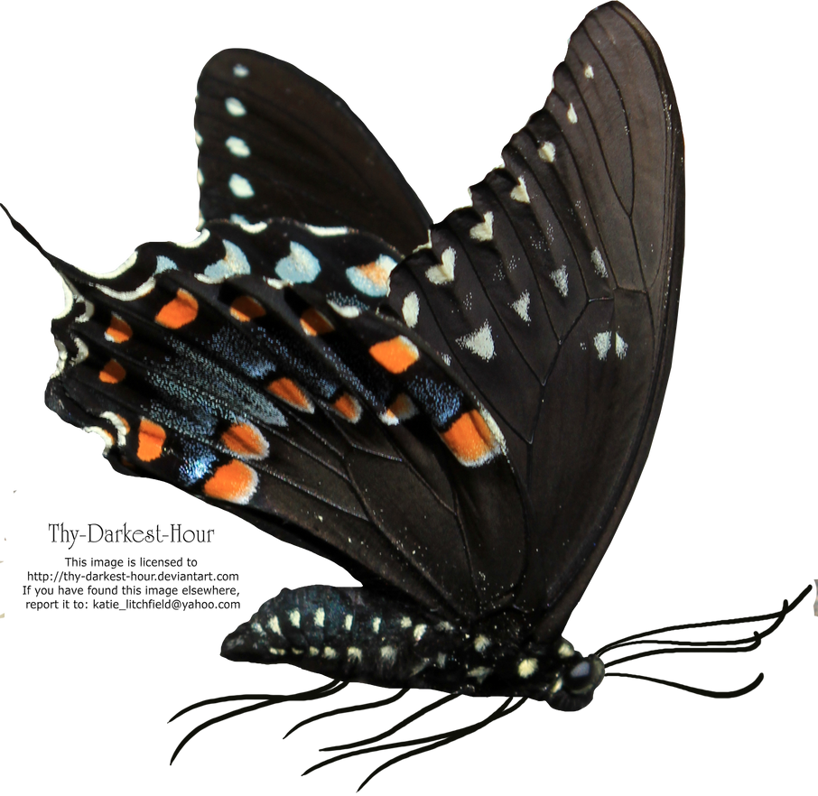 Butterfly PNG by Thy-Darkest-Hour