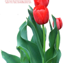 Tulip Greenery PNG