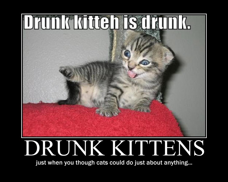 drunk kittens