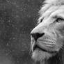 Animal Wallpaper 16