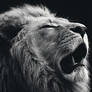 Animal Wallpaper 7
