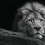 Animal Wallpaper 25