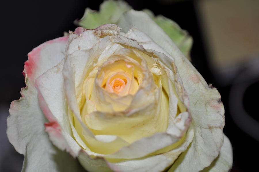 Roses Not Red Roses are.....NOT red by OCunningham on DeviantArt