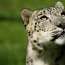 Snow Leopard