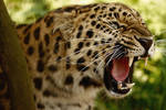 Amur Leopard by cjchmiel