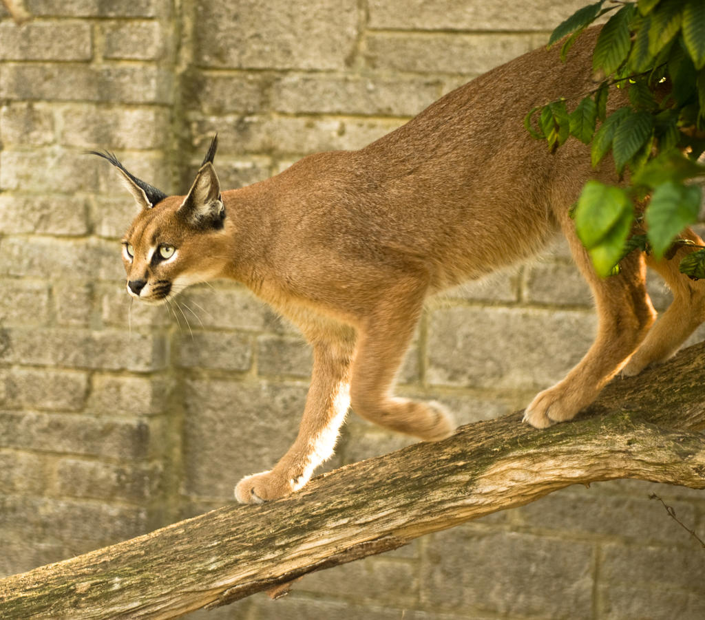 Caracal