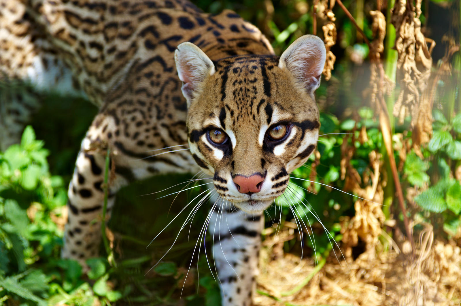 Ocelot III