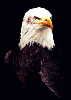 Commission -Bald Eagle