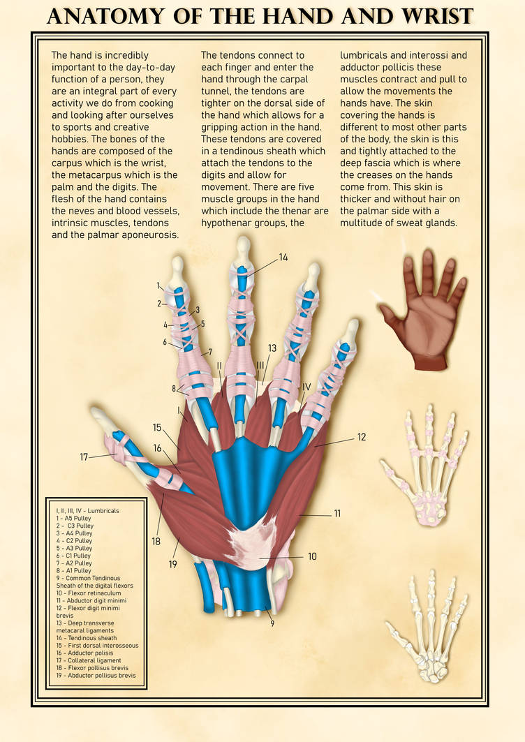 Anatomy of the hand and wrist by SuffiX-x on DeviantArt