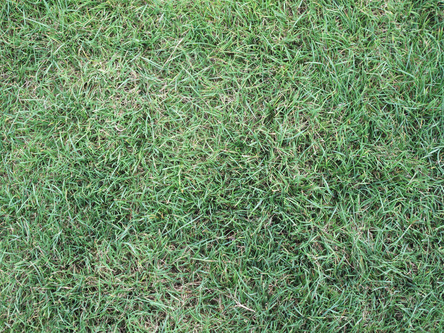 Free Textures : Grass 02