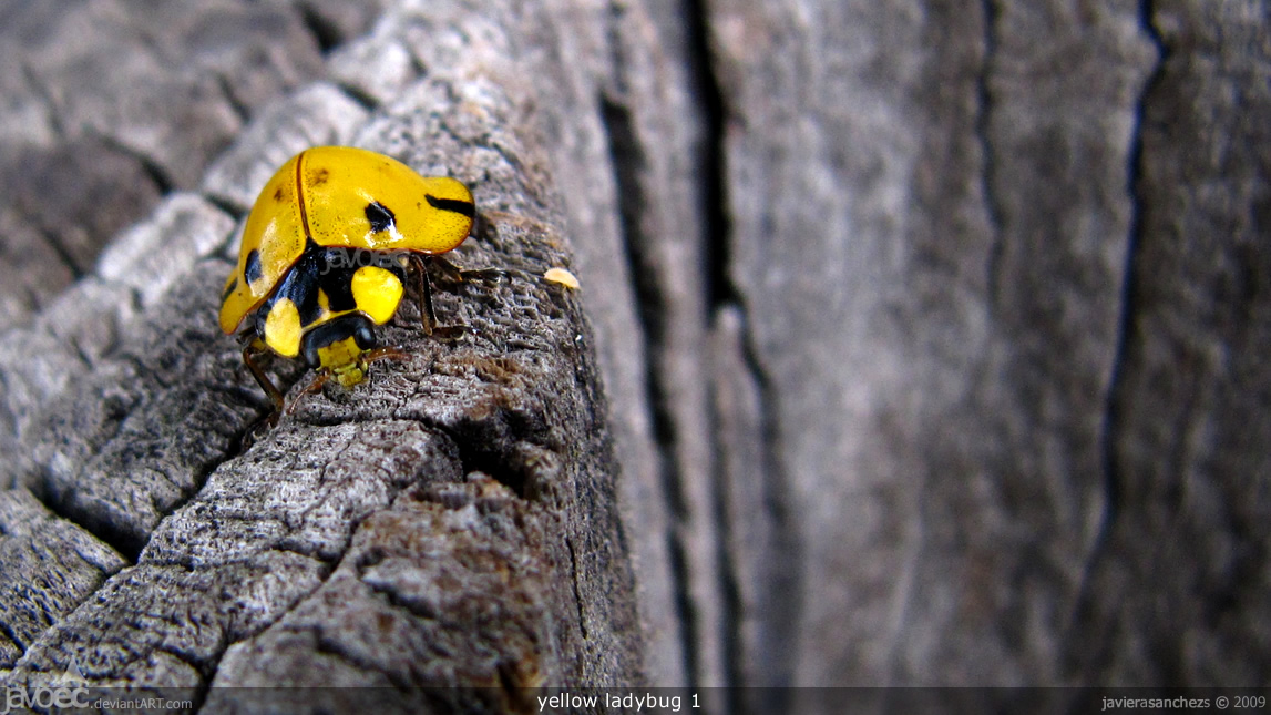 yellow ladybug 1