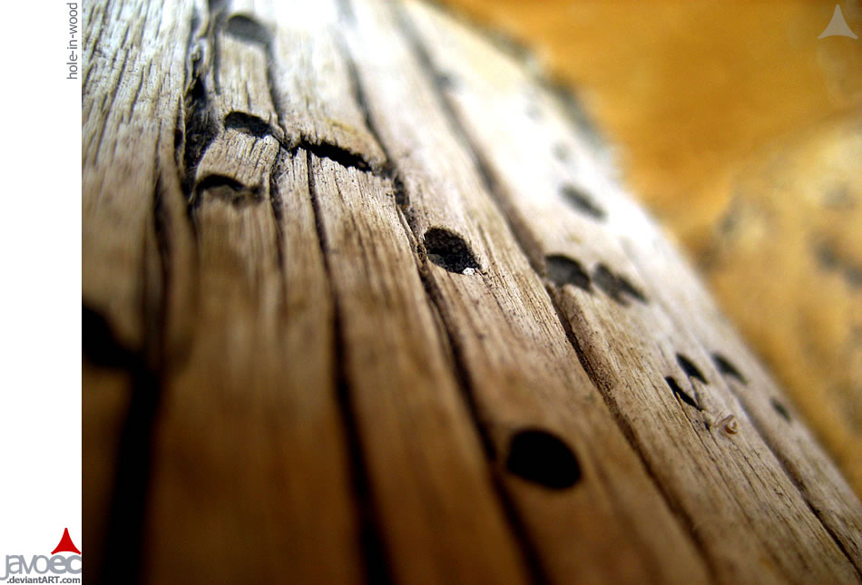 hole-in-wood