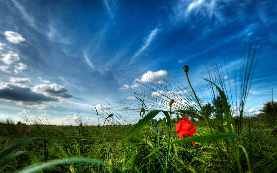 Majestic Skies - Part VIII by myINQI