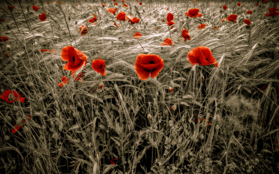 300 Flowers by myINQI