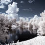 The Pond