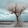 White Trees VIII (Heart Tree)