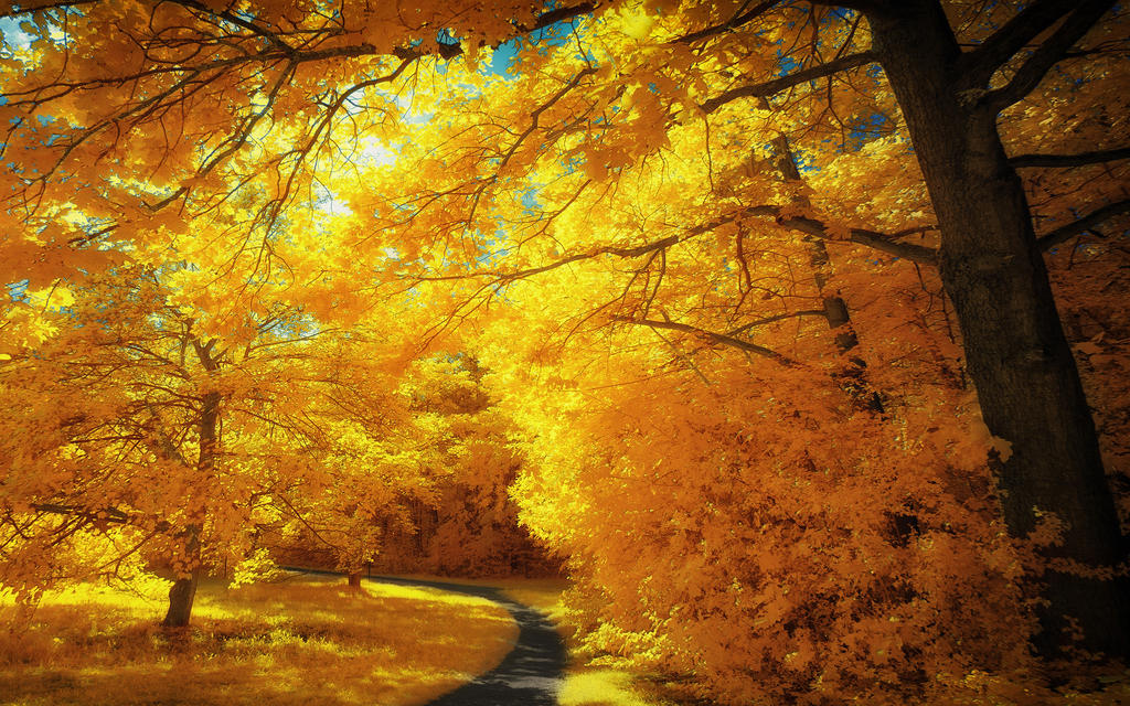 Yellow Treee Yellow Trees Part IV by myINQI on DeviantArt