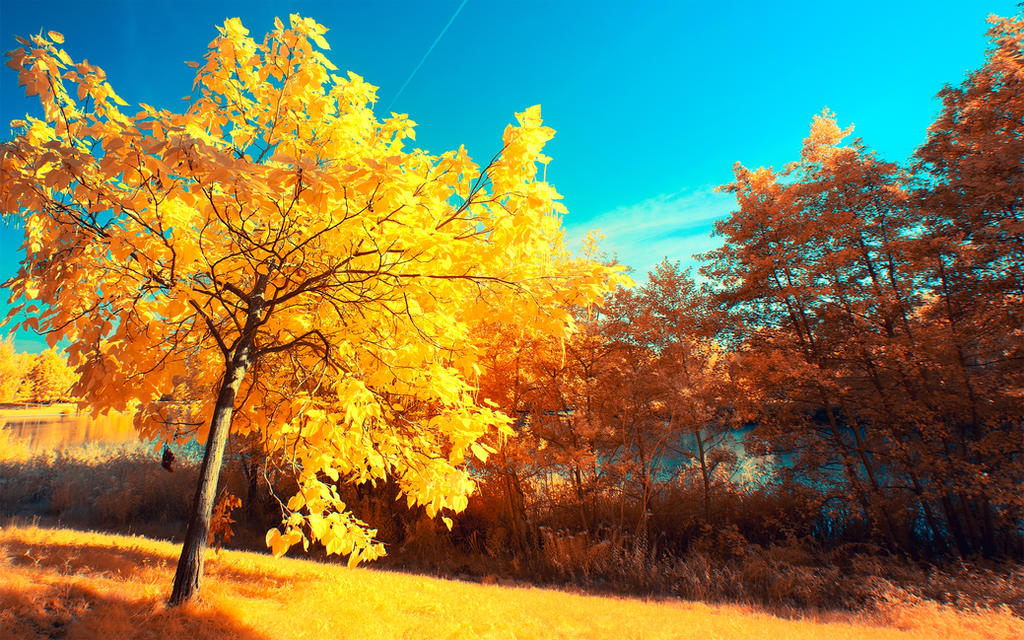 Yellow Treee Yellow Trees Part V by myINQI on DeviantArt