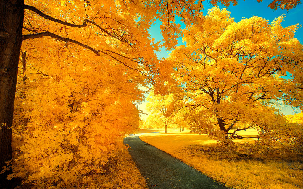 Yellow Treee Yellow Trees Part VII by myINQI on DeviantArt