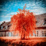 Fiery Orange Tree