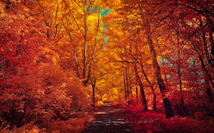 The colors of Autumn - Part I by myINQI The colors of Autumn - Part I by myINQI
