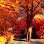 The colors of Autumn - Part III