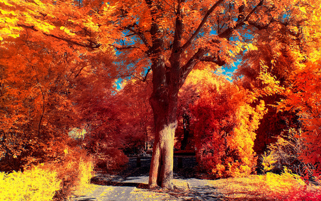 The colors of Autumn - Part III by myINQI