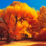 The colors of Autumn - Part IV