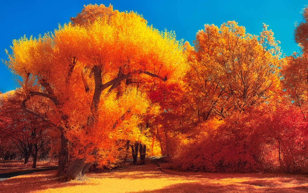 The colors of Autumn - Part IV by myINQI
