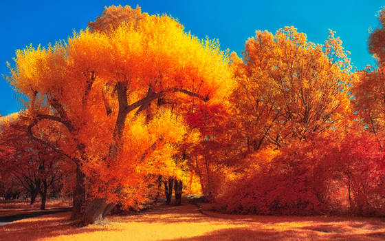 The colors of Autumn - Part IV
