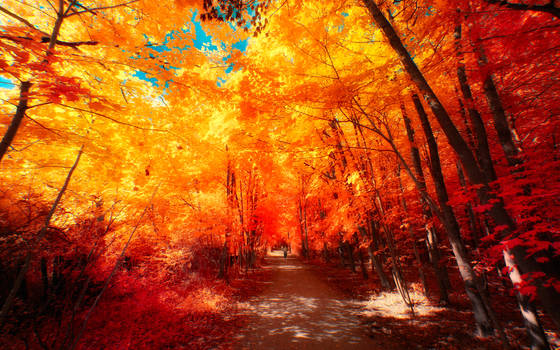 The colors of Autumn - Part VI