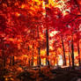 The colors of Autumn - Part VII