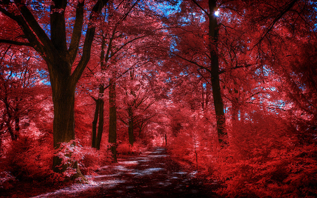 Infrared Trees - pt. VIII by myINQI